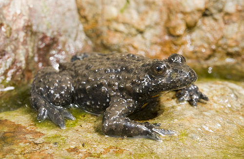 Apennine yellow-bellied toad